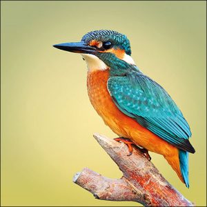 Lunch Napkin - Kingfisher