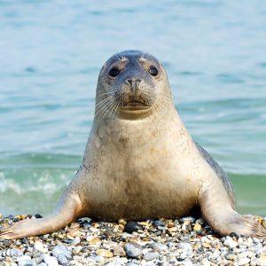 Lunch Napkin - Seal