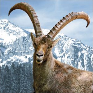 Lunch Napkin - Capra Ibex