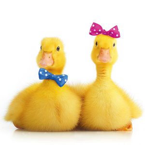 Lunch Napkin - Little Ducks