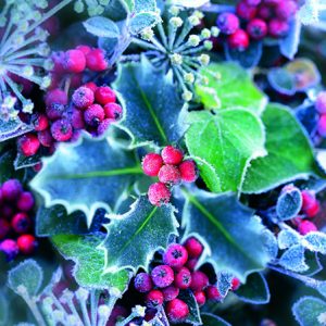 Cocktail Napkin - Frozen Holly