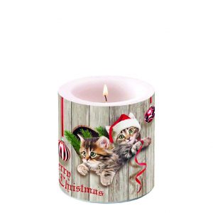 Candle SMALL - Curious Kittens