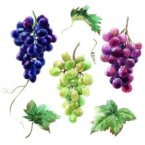 Lunch Napkin - Wine Grapes