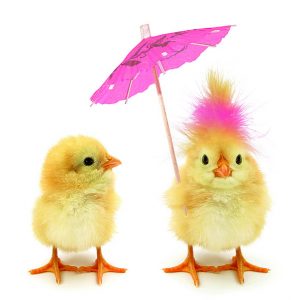 Lunch Napkin - Easter Chicks