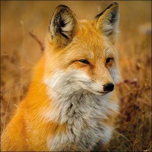 Lunch Napkin - Fox