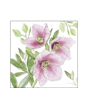 Cocktail Napkin - Classic helleborus