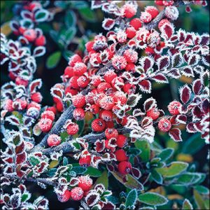 Lunch Napkin - Frozen berries