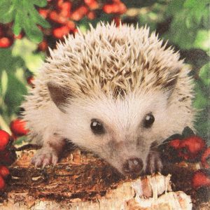 Lunch Napkin - Barnie