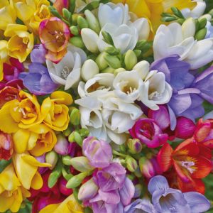 Lunch Napkin - Variety Of Freesias